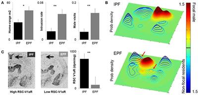 Individual Differences in Social Behavior and Cortical Vasopressin Receptor: Genetics, Epigenetics, and Evolution